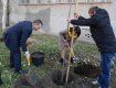 Сегодня в Ужгороде продолжают сажать молодые деревья