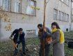 Сегодня в Ужгороде продолжают сажать молодые деревья