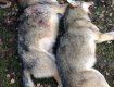 В Закарпатье начался отстрел волков