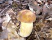 Сезон білих грибів у розпалі в лісах Закарпаття