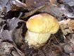 В Закарпатье сейчас в лесах куда ни глянь - везде красавцы-грибы
