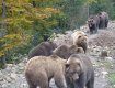 В Закарпатье медведи готовятся зимней спячке