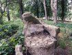 Залишки ведмедиці з ведмежатами у Підзамковому парку Ужгорода