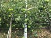 Непогода уничтожила яблочные сады возле Ужгорода