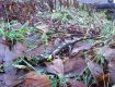 На Закарпатье саламандры не спят даже зимой