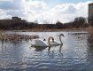 Лебединая пара уже месяц живет на озере Кирпичка
