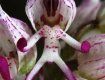 В сети Интернет «гуляют» фотографии цветочных шедевров