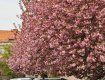 В Ужгороде начинают цвести сакуры!