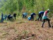 Закарпатские чиновники высадили почти два гектара леса