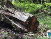 Дело на полмиллиона: В Закарпатье лесничий 2 года "не замечал" вырубку деревьев