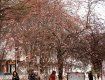 Сакура зацвела: Дерево японской вишни решило обрадовать жителей Мукачево