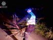 В Ужгороде, на объездной, рухнуло дерево