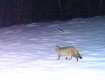 Попался на обходе территории: Редкого лесного кота поймала камера нацпарка в Закарпатье 