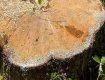 В Закарпатті позапланово виявили безлімітну рубку дерев 