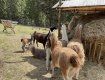 Милота: В Закарпатье в экопарке родились малыши ламы