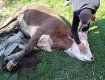 В Закарпатье провели спецоперацию по вызволению из западни коровы 