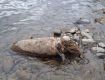 Житель Закарпатья наткнулся у реки на взрывоопасную находку (ФОТО)