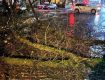 В центре Ужгороде рухнувшее дерево заблокировало проезд