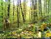 В Закарпатье жизнь лесных обитателей фиксируют и днем и ночью