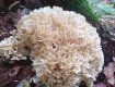Тихая охота: В Закарпатье нашли редкий краснокнижний гриб