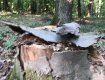 Леса недалеко от Ужгорода варварски вырубают: Крик о помощи разместили в соцсети