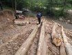 В Закарпатье незаконно рубят лес