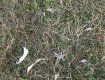 Не дайте убить этих прекрасных птиц!!: В областном центре Закарпатья дети издеваются над лебедями