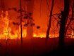 Разбушевавшийся огонь в Житомирской области уничтожает леса и села