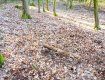 Приятный сюрприз!: В Чехии пара туристов нашла в лесу редчайший клад XIV в. (ФОТО)
