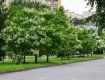 Катальпа: В областном центре Закарпатья зацвело прекрасное дерево