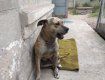 Собаку за долги: Министерство юстиции продает с аукциона домашних животных должников