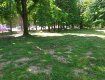 Лето на носу: В Ужгороде прошла «генеральная» уборка парков