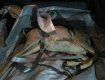 Закарпатская полиция поймала браконьера