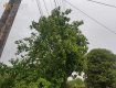 Рухнувшие деревья и обесточеные села - в Закарпатье буйствовала непогода