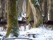 Удивительные кадры: В Закарпатье в заснеженном лесу устроили фотосафари на оленей