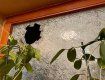 В областном центре Закарпатья дом депутата ОПЗЖ забросали кирпичами 