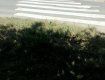 В Ужгороде есть оригинальные зебры, которые выходят на газон