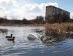 Пара лебедей в Ужгороде на озере