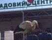 На парковке гипермаркета в Ужгороде поселился аист