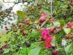 В Ужгороде снова цветут райские яблочки