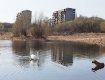 Королевские птицы облюбовали озеро в Ужгороде