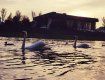 Высокая вода ушла и лебеди вернулись в Ужгород