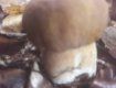 Збір осінніх грибів набирає обертів у лісах Закарпаття