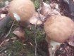 Збір осінніх грибів набирає обертів у лісах Закарпаття