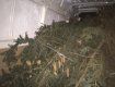 На Закарпатье в ДТП попал микроавтобус с "контрабандными" елками