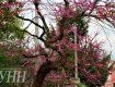 Період цвітіння Іудиного дерева стартував в Ужгороді