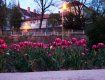 Областной центр Закарпатья поражает яркоцветущими красавцами-тюльпанами