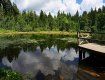 Дикое озеро в Закарпатье: Удивительная красота среди елового леса