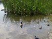 Лебеди, утки в Ужгороде: На озере Кирпичка жизнь по-весеннему бурлит