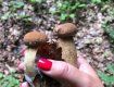 В Закарпатье в разгаре сезон "тихой" охоты: Распознать грибы поможет лайфхак от хустских лесников